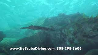 Try Scuba Diving Honolulu