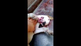 Bull Terrier 4 Meses Atacando