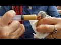 how to hand feed a baby Quaker parrot