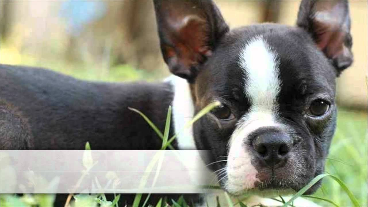 low hair shedding dogs