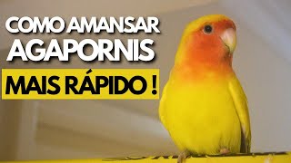 A MELHOR FORMA DE AMANSAR SEU AGAPORNIS EM 2024 I COMO AMANSAR MEU AGAPORNIS I DICAS PARA AMANSAR