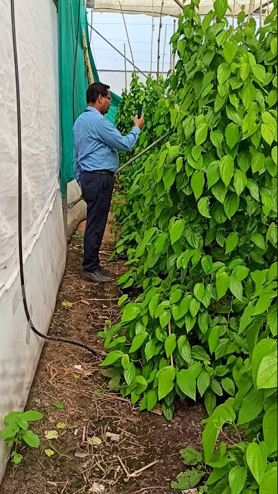 Betel leaf in polyhouse at chandapur