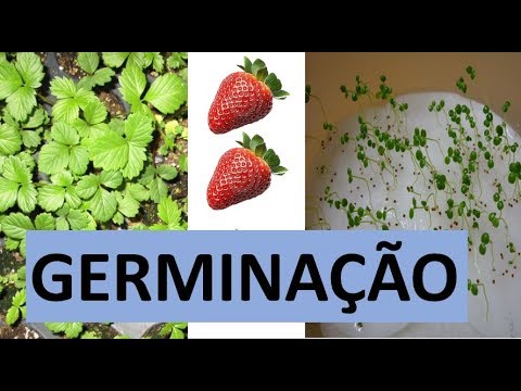 Vídeo: Germinação de sementes de chinelos femininos: dicas sobre como cultivar chinelos femininos a partir de sementes