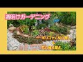 週明けガーデニング，ポリゴナム切り戻し，花の植え替え