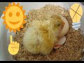 HOW TO HATCH EGGS WITHOUT INCUBATOR || HATCH EGGS in sunlight || chicken egg hatching