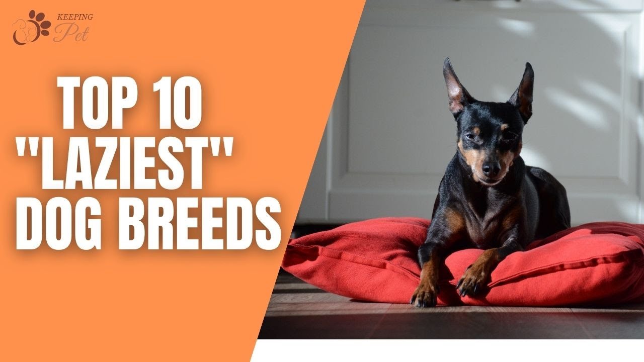 What Are The 10 Laziest Dog Breeds