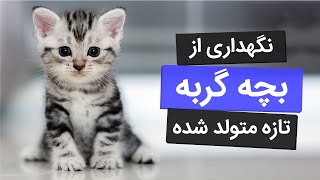 (نحوه نگهداری از بچه گربه تازه به دنیا آمده ( از روز اول تا 2 ماهگی