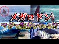 メガロドンは未だにいる!?生存説と絶滅説を徹底比較!その生態の謎とは?【ゆっくり解説】