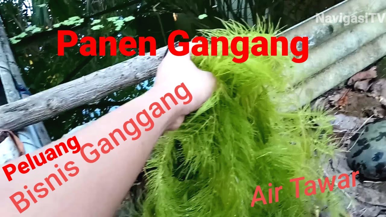 Panen Ganggang Air tawar 
