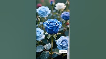 عالم 😌 الراحة 😌 النفسية والهدوء للقارىء أحمد الشافعي الدمشقي سورة المائدة ص١٢٠