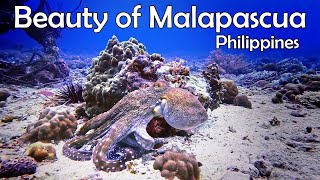 Exploring Malapascua's Underwater Wonders: A Scuba Diver's Paradise in the Phillipines!