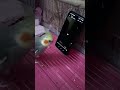 Cockatiel using phone😲🤯🐥😚 #bird #cocktail #cockatiel #phone #birds #cute #sweet