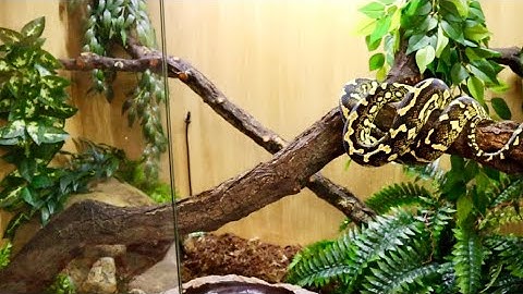 CARPET PYTHON SETUP AND CARE