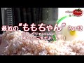 最近のももちゃん Part2【ハムスターと楽しく過ごそう!!】