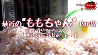 最近のももちゃん Part2【ハムスターと楽しく過ごそう!!】
