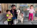 Grumpy Baby Tells Husky She Is Naughty For Too Many Kisses!😂. [FUNNIEST REACTION!!]