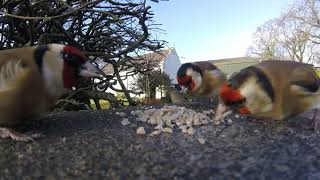 Garden Birds on Feeding and squabbling