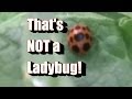 That's Not a Ladybug (or Lady Beetle) Squash and Mexican Bean Beetles