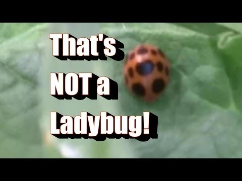 Βίντεο: Asian Lady Beetles: Θα μπορούσαν να βλάψουν το σκυλί σας