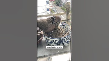 A couple helped a mother turtle dove raise her chick outside their window