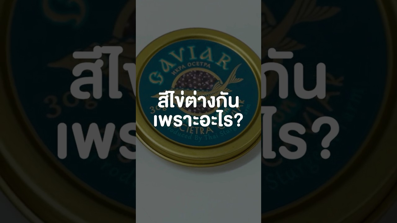 สีไข่ปลาคาเวียร์ต่างกันเพราะอะไร? ไปดูกัน #เสือร้องไห้ #TigerShorts #shorts #ไข่ปลาคาเวียร์