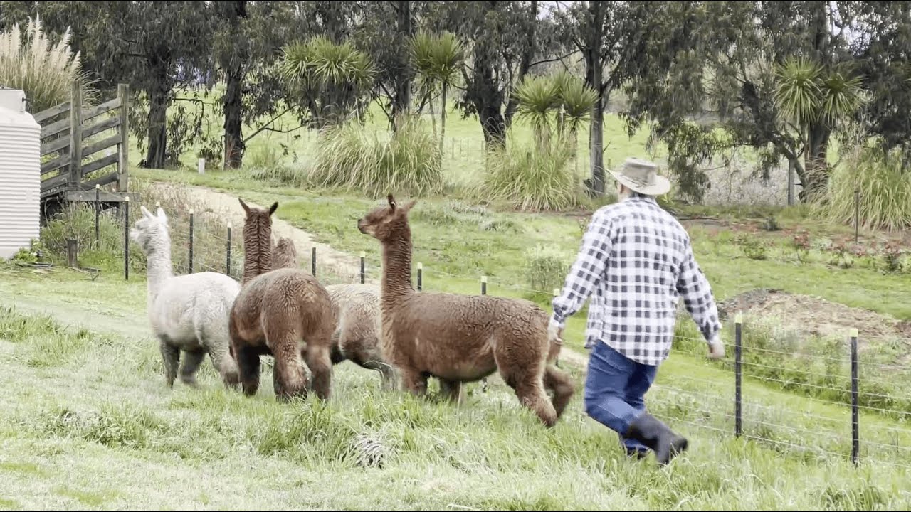 Alpaca Transfer and Transportation