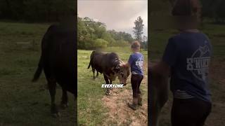 everyone thought this bull would charge at her! #bull #animalbond #hearttouching