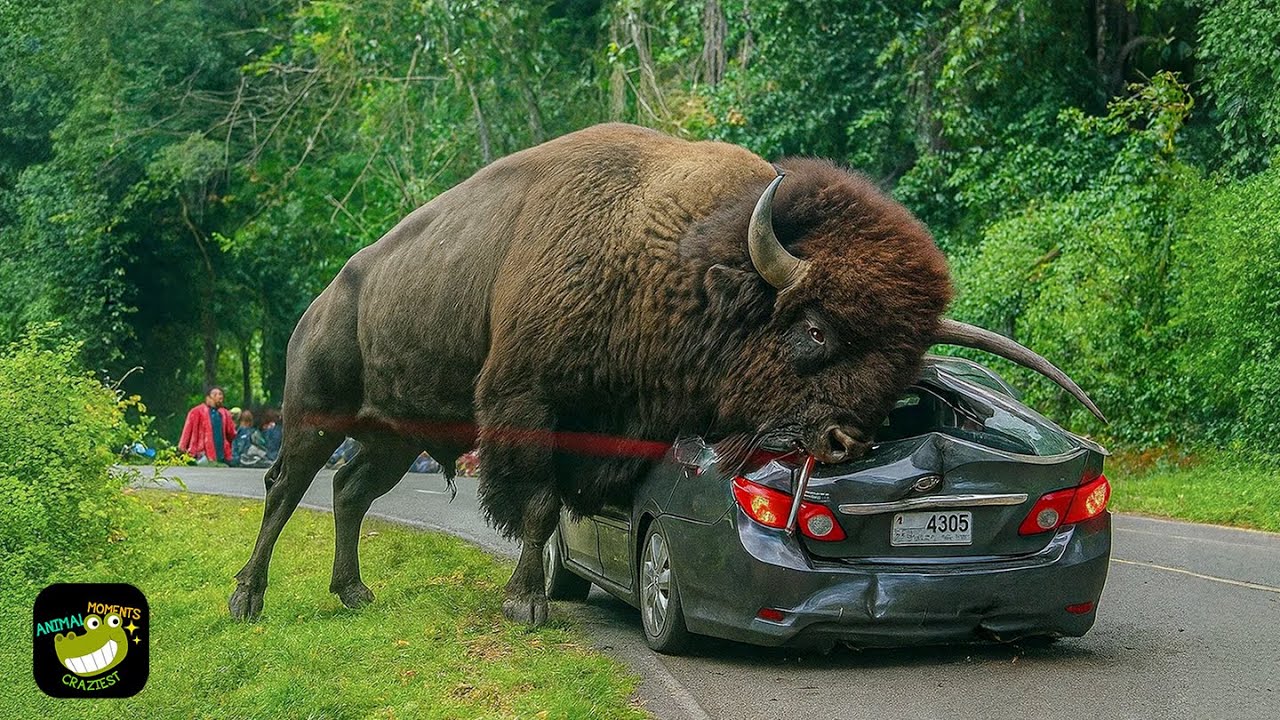 One in a Billion Animal Moments Caught on Camera #6