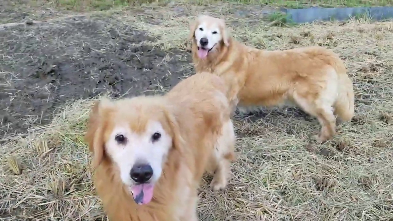 癒し動画 うさぎ Golden retriever that enjoys 