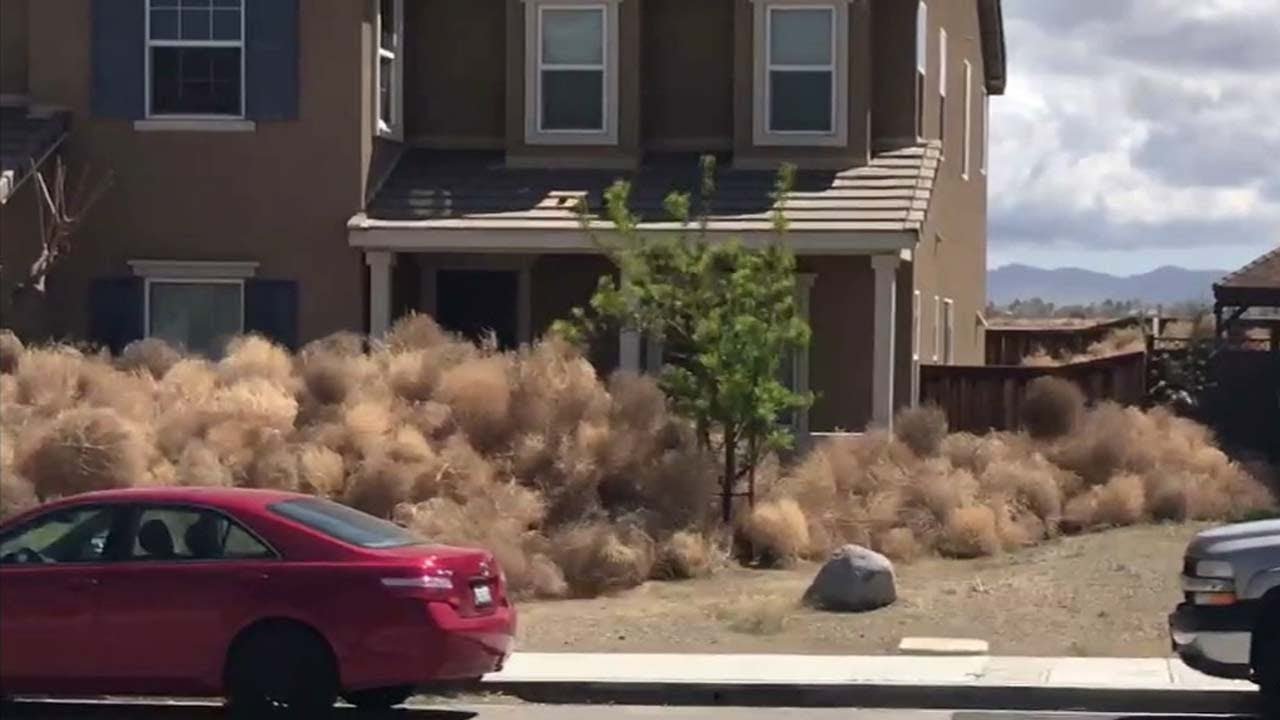 Video Shows House Buried By 'Towering Walls of Tumbleweeds