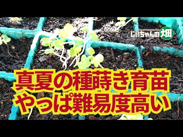 Sowing and raising seedlings of autumn and winter vegetables in