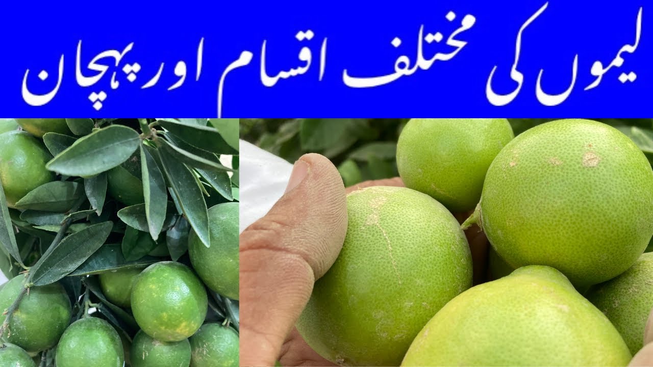 Lemon Types| Different Varieties of Lemon | China lemon |Seedless lemon 