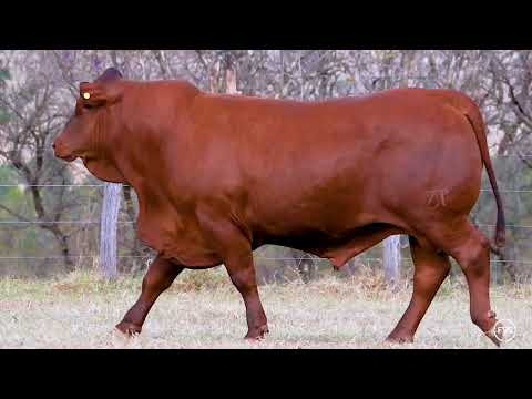 LOTE 7 - ZT 7036