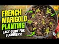 Planting French Marigolds 🧡 | The Tulsi Garden