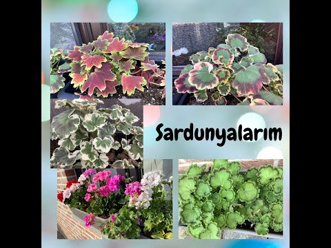 Video: Pencere Kenarında, Balkonda Ve Bahçede Sardunya Türleri, Büyüyen Sardunyalar (bölüm 1)