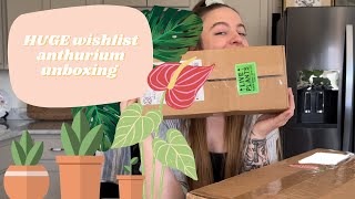 HUGE wishlist anthurium unboxing | Plant haul