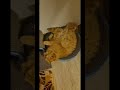 his Orange Cat Mastered Doing Absolutely Nothing 😹 #funnycatshorts  #catbehavior