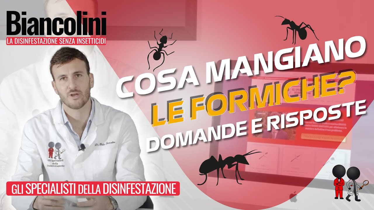 ❓​​🐜​Cosa mangiano le formiche? - Domande e risposte per eliminare l'infestazione