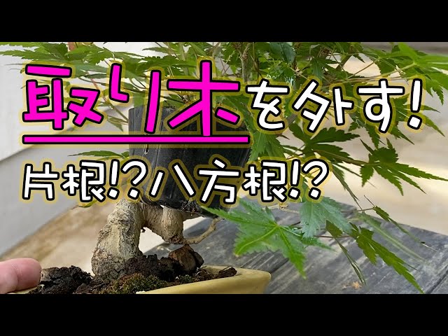 山もみじの取り木外しRemove Yamamomiji with layering - YouTube