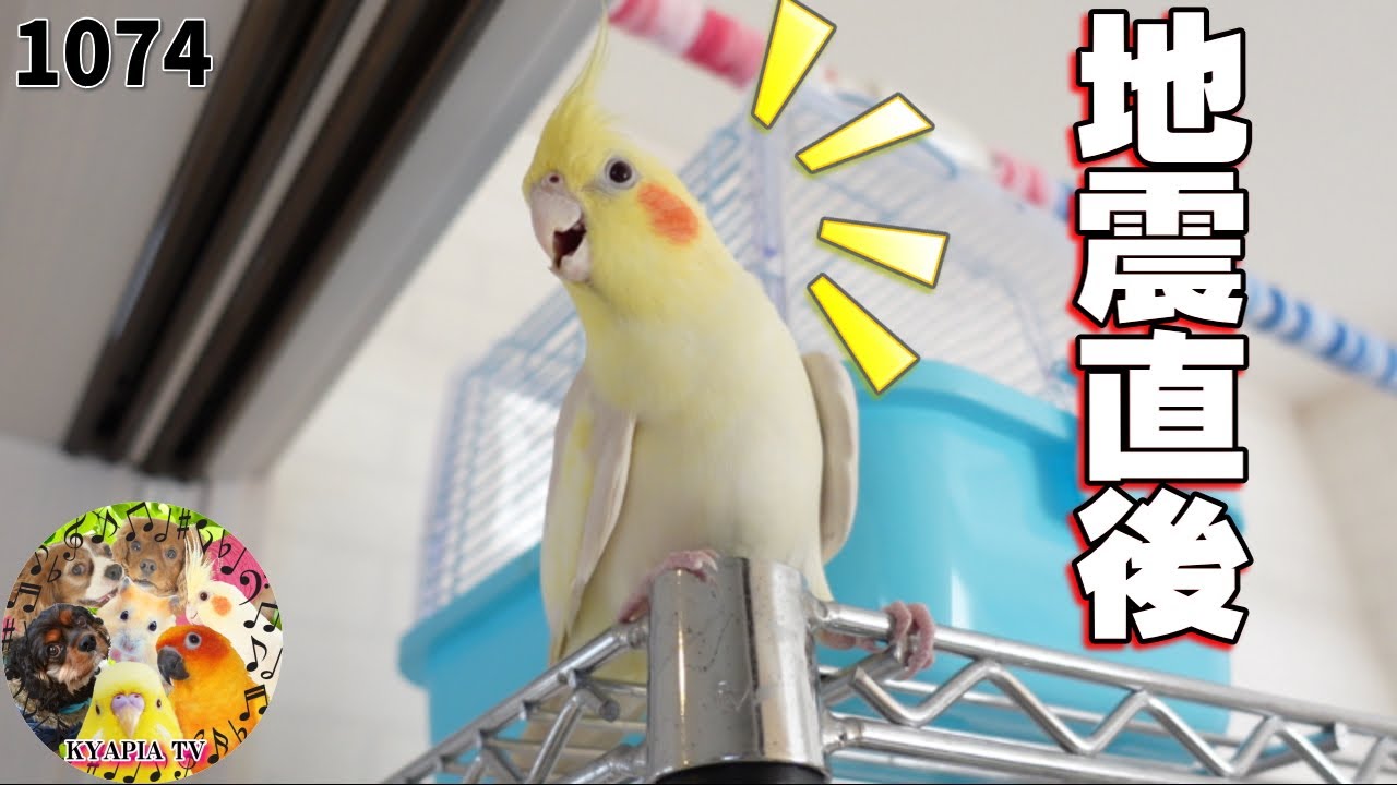 オカメインコ 地震直後のオカメインコ・エマの鳴き声が違う|危険を感じた時の