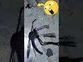 WorldтАЩs Largest Mosquito ЁЯШ WorldтАЩs Largest Mosquito ЁЯШ