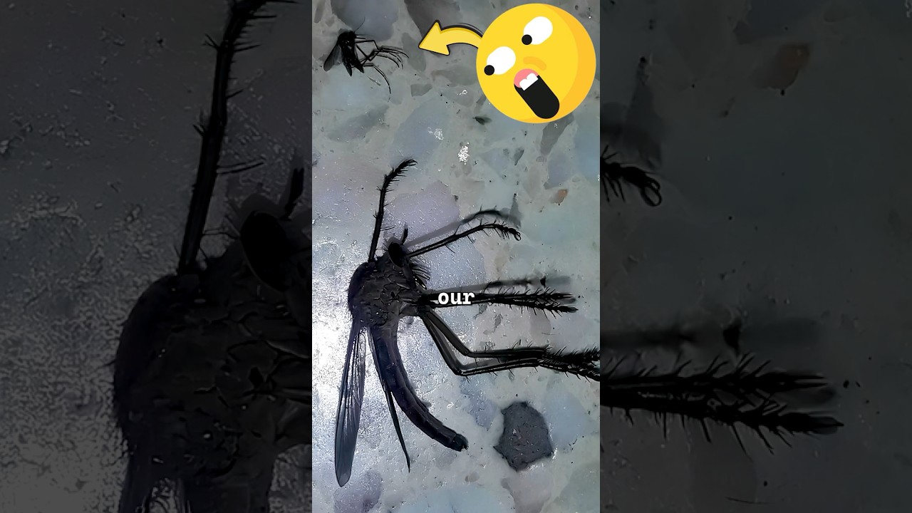 World’s Largest Mosquito 😲