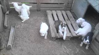 Alabai puppies by mbeslic 586 views 8 years ago 42 seconds