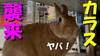 うさぎとカラス Youtube