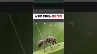 개미를 좀비로 만드는 동충하초 #쇼츠 #shorts