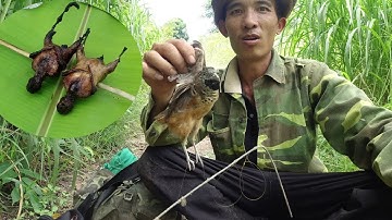 BẪY CHIM CÚT RỪNG