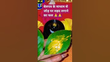 बेलपत्र पर चंदन लगाकर मध्यस्थ भाग पर शहद लगाकर भगवान को चढ़ाने का फल 👉🙏🙏Pradeep Mishra upay#यूट्यूब