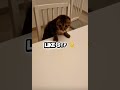 écoute ce chat ! #cat #cute #animals