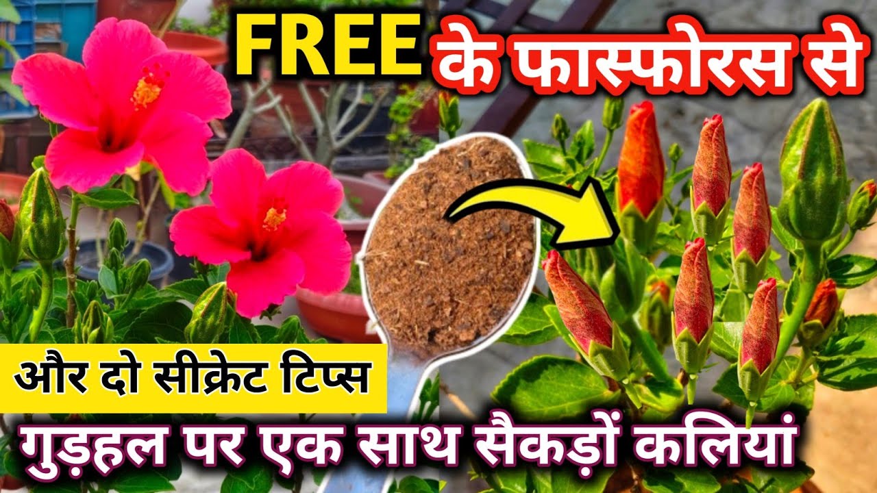 FREE में गुड़हल पर सैकड़ों कलियां एक साथ.Hibiscus plant care.मार्च में गुड़हल की देखभाल.Gudhal care.