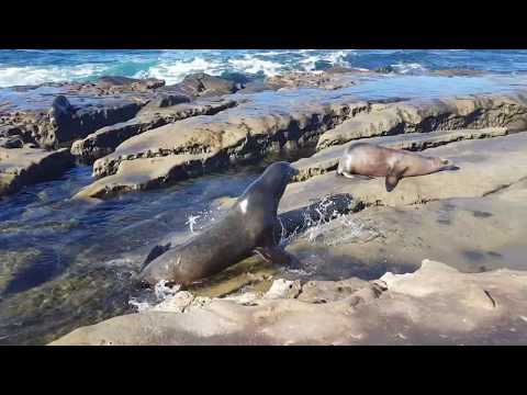 San Diego - სან დიეგო